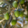 Aceitunas en la rama, ingrediente de la crema corporal Le Petit Olivier
