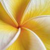 Flor de tiaré, base del monoi de Tahití del stick solar Lovea