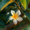 Flor de tiaré, base del monoi de Tahití del after sun Lovea